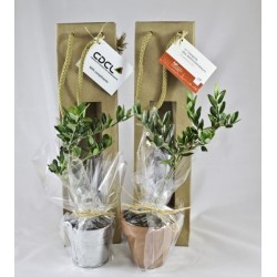 Plant d'arbre en sac kraft