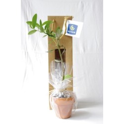 Plant d'arbre en sac kraft