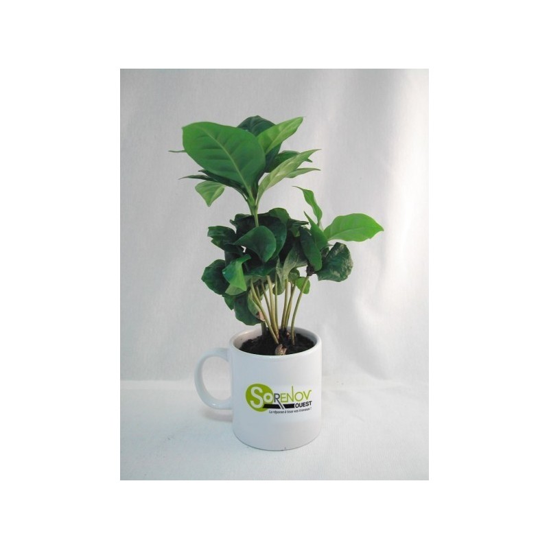 Caféier en mug