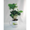 Caféier en mug