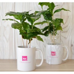 Caféier en mug