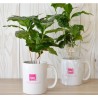 Caféier en mug