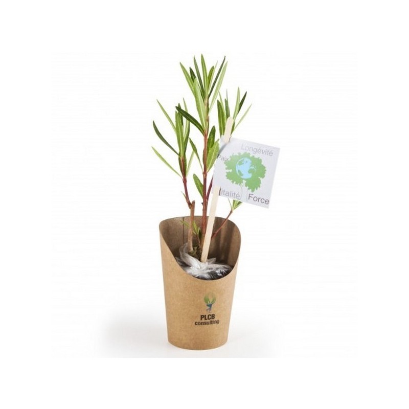 Petit plant de laurier rose en pot kraft