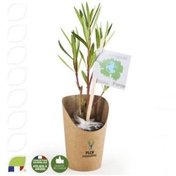 Petit plant de laurier rose en pot kraft