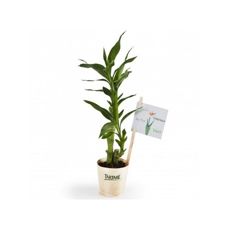 Plant de bambou en pot bois