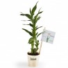 Plant de bambou en pot bois