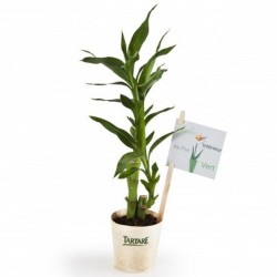 Plant de bambou en pot bois